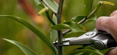 Как обрезать лилии на зиму. Обрезка лилий осенью