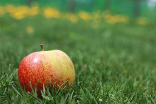 Хранение яблок В опилках. Как сохранить яблоки до весны + секретный способ хранения яблок, если нет погреба или подвала