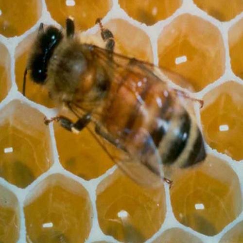 Куда пчелы улетают на зиму. Как зимуют пчелы