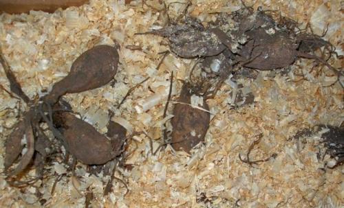 Хранение георгинов в холодильнике. Георгины: уборка и хранение клубней 11