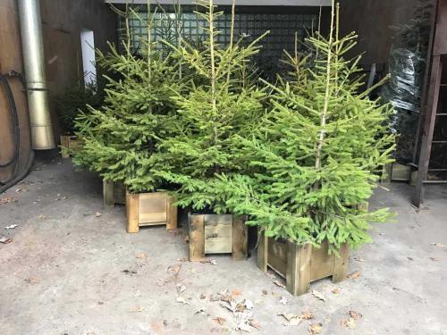 Как пересадить ель дома. Уход за елкой в горшке