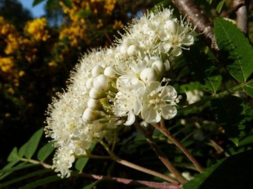 Как выглядит рябина весной. Уход за рябиной обыкновенной