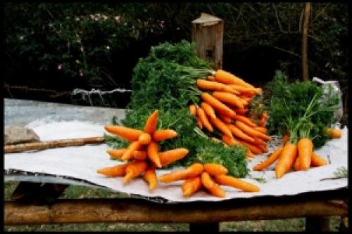 Куда деть морковную ботву. Куда деть ботву от моркови