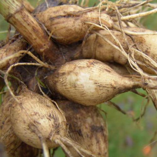 Хранение георгинов в холодильнике. Георгины: уборка и хранение клубней 04