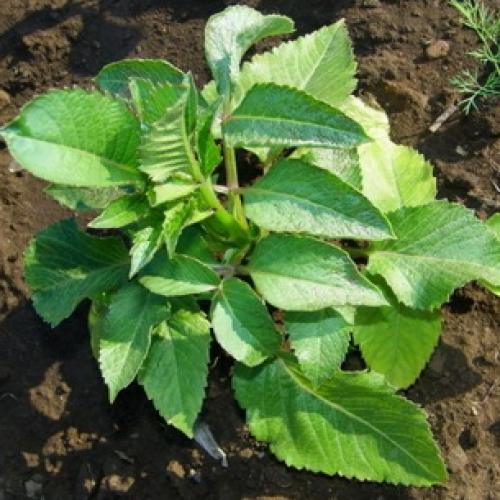 Хранение георгинов в холодильнике. Георгины: уборка и хранение клубней 06