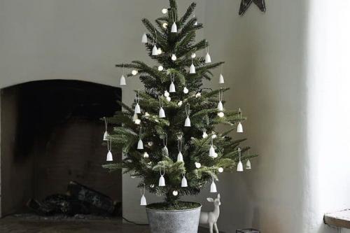 Как пересадить ель дома. Уход за елкой в горшке