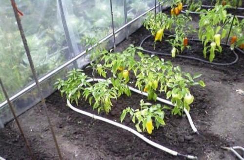 Почему не краснеют перцы в теплице. Посев семян