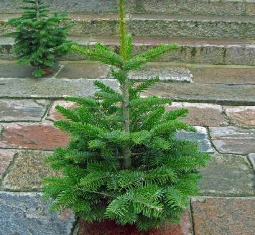 Как из леса пересадить елку. Уход 11