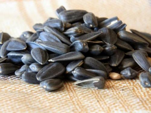 Хранение семян подсолнечника. Почему семена подсолнечника без обработки плохо хранятся?