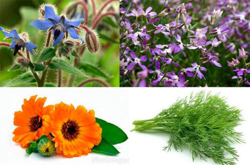 Как появился колорадский жук. Меры борьбы с вредителем