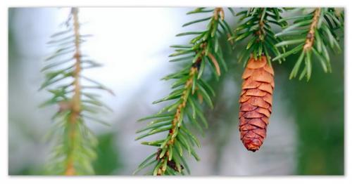 Ель в лесу. Ель — зимой и летом…