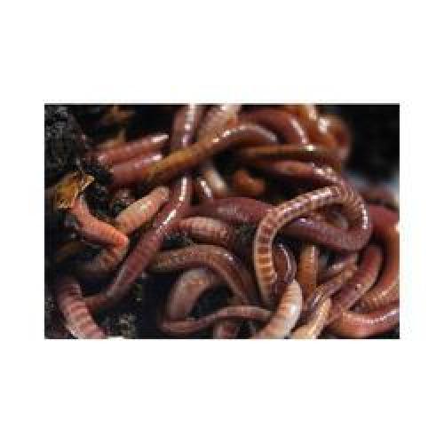 Гумусный чай. Аэрированный компостный чай. Или как самому приготовить качественный ЭМ препарат 07