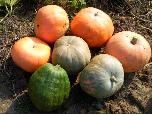 Тыква обыкновенная – полезные свойства и вред
