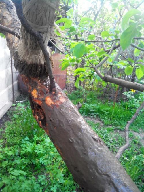 Чем обрабатывать яблони от парши. Что такое парша? 10 Чем обрабатывать яблони от парши. Что такое парша? 10