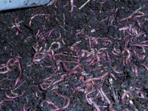 Гумусный чай. Аэрированный компостный чай. Или как самому приготовить качественный ЭМ препарат 05 Гумусный чай. Аэрированный компостный чай. Или как самому приготовить качественный ЭМ препарат 05