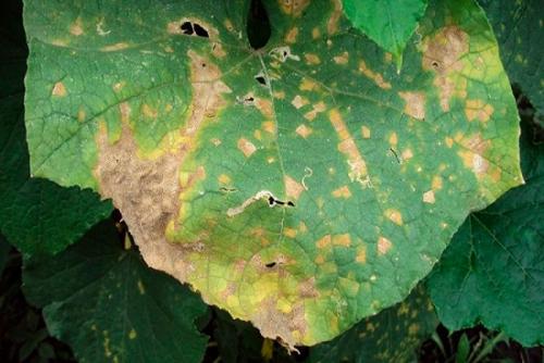 Желтые пятна на рассаде огурцов. Причины появления пятен