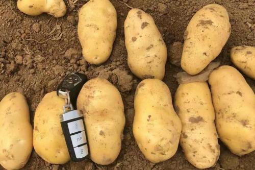 Ранние сорта картофеля. 30 ТОП ранних сортов картофеля с описанием, вкусовыми качествами, фото и отзывами