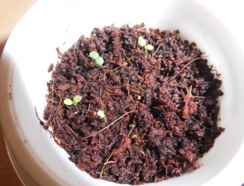 Биогумус состав. Биогумус — полезная органика