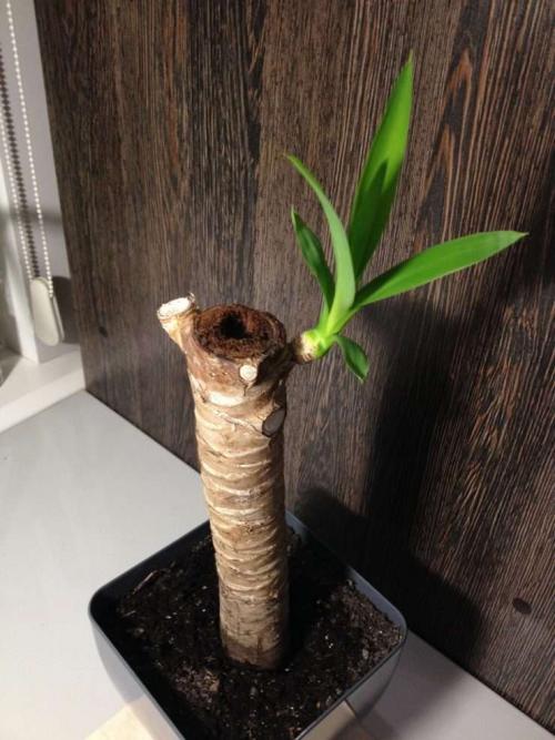 Обрезка юкки. Технология обрезки юкки в домашних условиях – подробное руководство