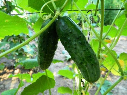 Семена F1 это гмо. Семена F1. Что означает символ F1 на упаковке семян и стоит ли платить за них больше?