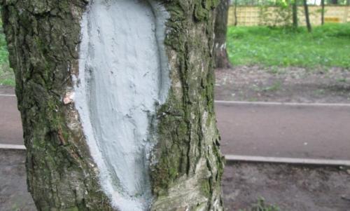 Чем обработать срезы яблонь после обрезки. Когда обрабатывать срезы и повреждения коры яблони? 06