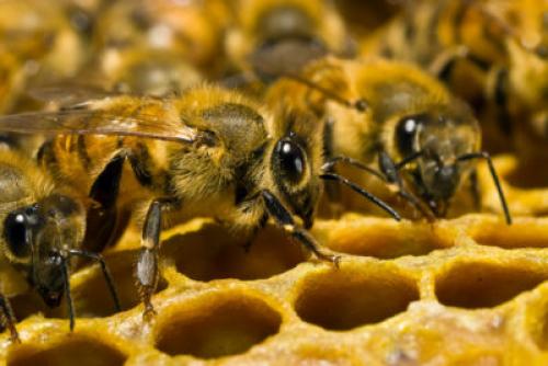 Что происходит с самцами пчел осенью. 2 Жизнь пчелиной семьи