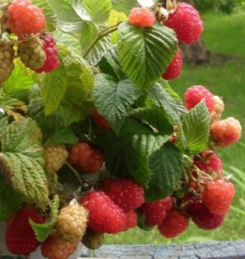 Можно ли сажать красную и желтую малину рядом. Сколько оставлять побегов на куст? 03