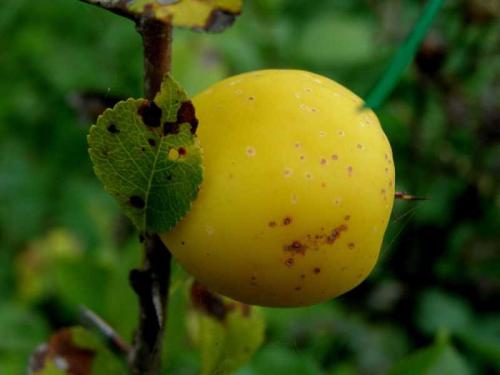 Что можно сделать из плодов айвы японской. Компот из айвы 14