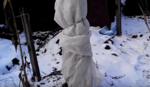 Как укрыть черешню на зиму. Укрытие деревьев