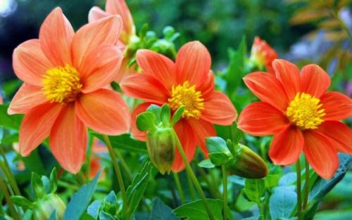 Однолетние георгины на следующий год. Как определить, многолетние или однолетние георгины