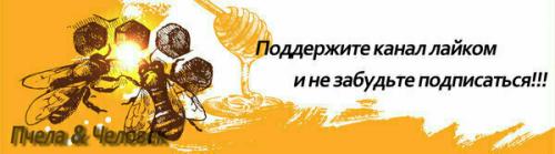 Почему улетает рой пчел. Как гарантировано, поймать пчелиный рой