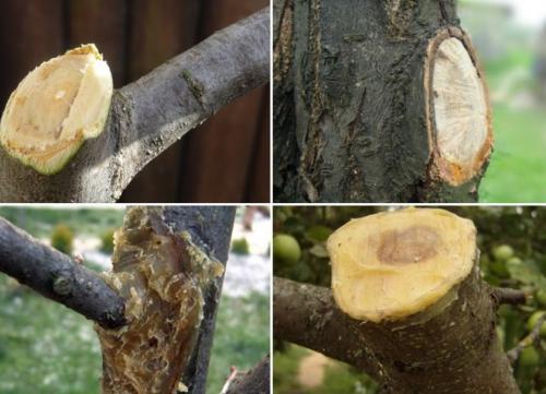 Чем обработать срезы яблонь после обрезки. Когда обрабатывать срезы и повреждения коры яблони? 07