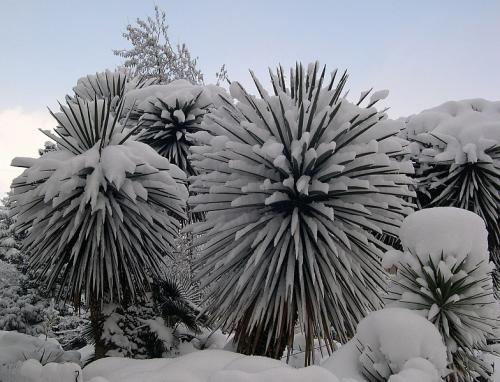 Как укрыть юкку на зиму. Зима в открытом грунте