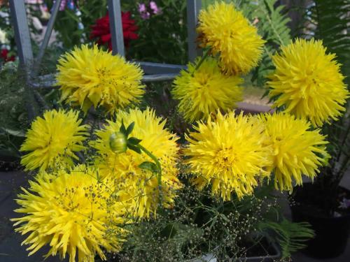 Георгины однолетние низкорослые. Сорта однолетних георгинов