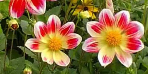 Можно ли пересаживать однолетние георгины. Ботаническое описание георгины   