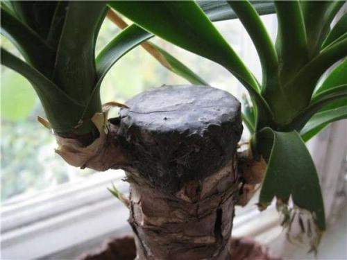 Обрезка юкки. Технология обрезки юкки в домашних условиях – подробное руководство