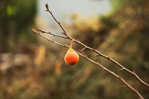 Как укрыть молодую грушу на зиму от мороза. Подготовка груши к зиме
