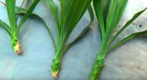 Обрезка юкки. Технология обрезки юкки в домашних условиях – подробное руководство