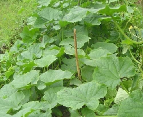 Семена F1 вред. ГМО против селективных гибридов. Вред или польза?