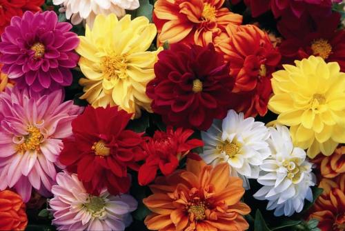 Георгины однолетние низкорослые. Сорта однолетних георгинов