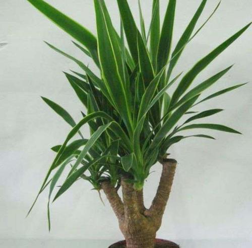 Обрезка юкки. Технология обрезки юкки в домашних условиях – подробное руководство