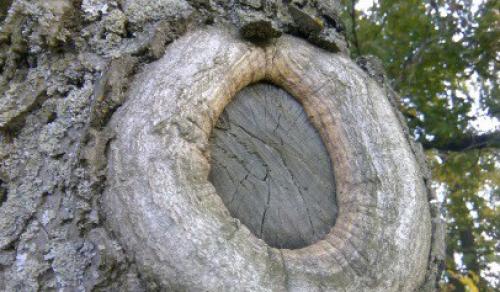 Чем замазать срезы на груше. Замазка ран