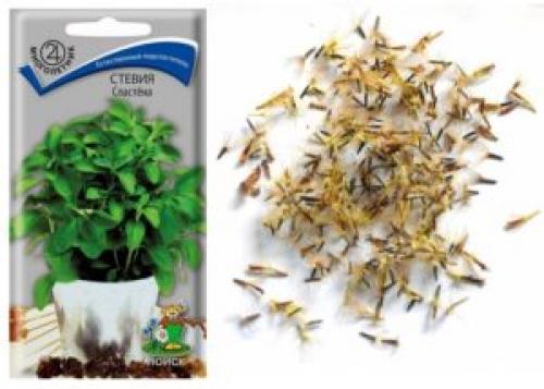 Как в домашних условиях вырастить стевию. Как вырастить полезную стевию на своем участке и дома в горшке?