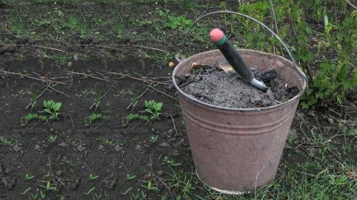 Чем подкормить капусту, чтобы завязались головки. Нужна ли подкормка капусты для завязывания кочанов