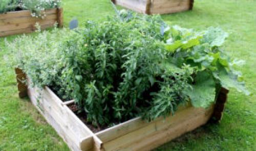 Как в домашних условиях вырастить стевию. Как вырастить полезную стевию на своем участке и дома в горшке?