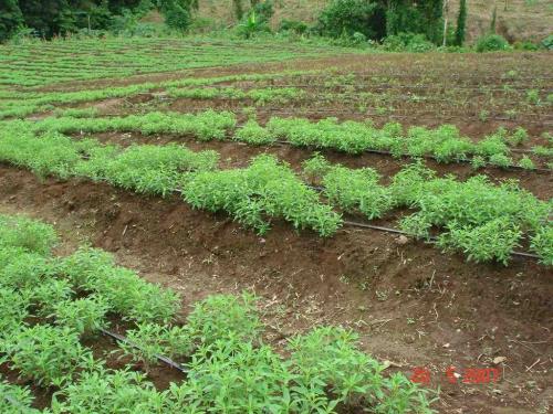 Как в домашних условиях вырастить стевию. Как вырастить полезную стевию на своем участке и дома в горшке? 12