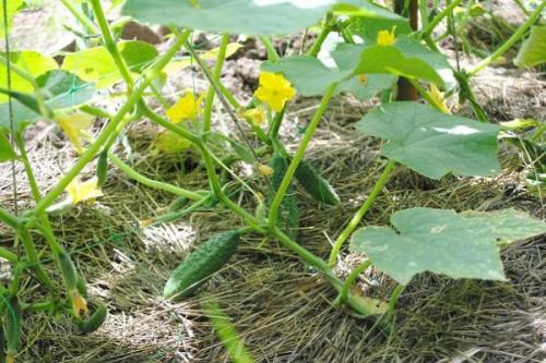 Фунгициды для огурцов. Первикур, Инфинито, Альетт, Хом и Бордосская жидкость — фунгициды для огурцов