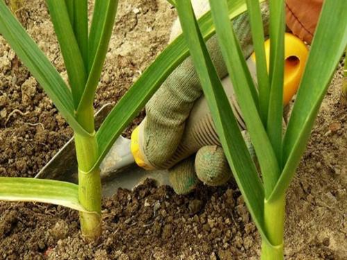 Можно ли сажать помидоры после горчицы. После, какой культуры лучше сажать чеснок на зиму