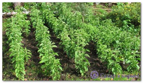 Рассада стевии. Уход за рассадой стевии в открытом грунте