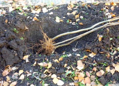 Как правильно прикопать саженцы до весны. Как сохранить саженцы зимостойких плодовых и ягодных культур до весны 02